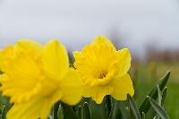 Flowers Blooming in Montague, Prince Edward Island